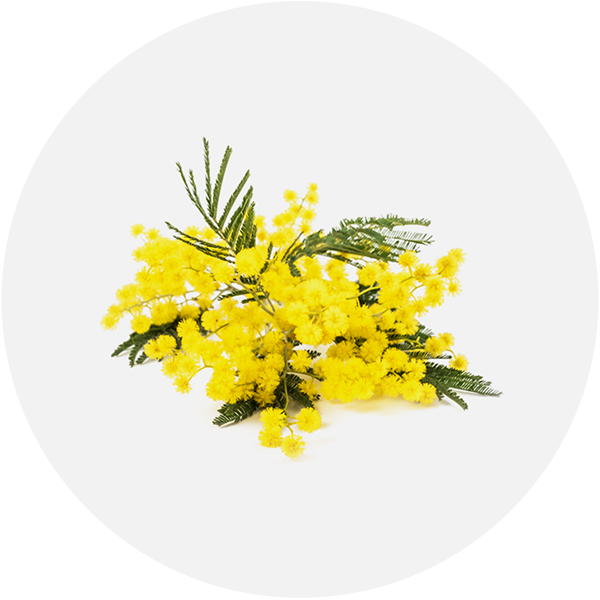 Acacia